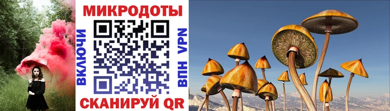 Купить где  Судак  Галлюциногенные грибы Psilocybe 